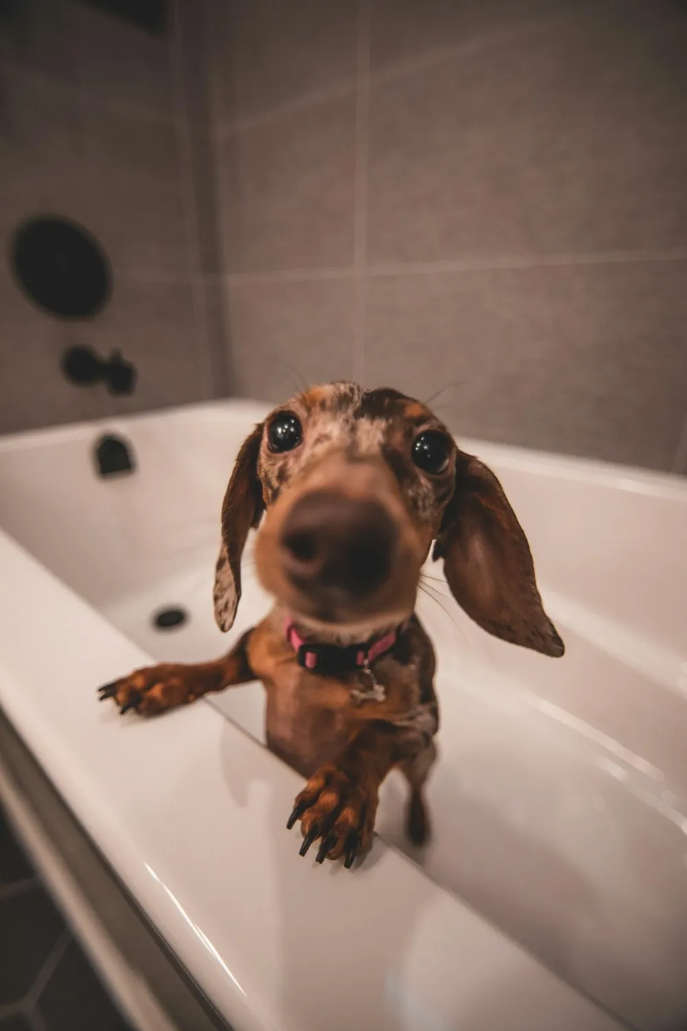 Dachshund na banheira esperando o banho